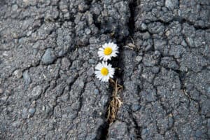 Flowers growing in cracks of damaged asphalt. HOAs often wonder, "which asphalt coating is best for HOA road repairs?".